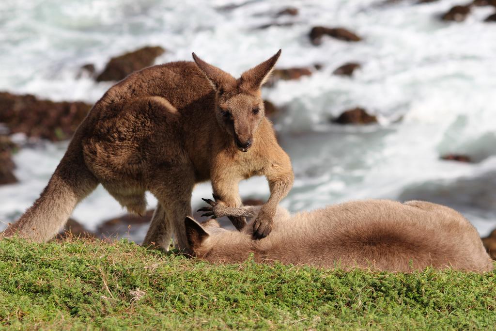 Korora Bay Village Resort Eksteriør bilde